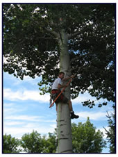 Pruning a poplar tree